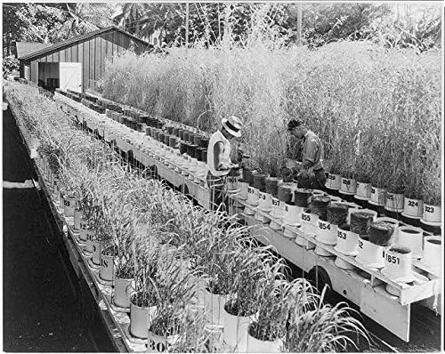 HistoricalFindings Fotó: Edények, a Talaj,a Hawaii Cukor Ültetvényesek Szövetsége Kísérlet Állomás,Honolulu