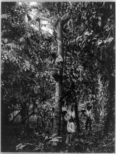 HistoricalFindings Fotó: Megérinti egy Gumi, Fa,Motagua Völgy,Guatemala,1890-1925